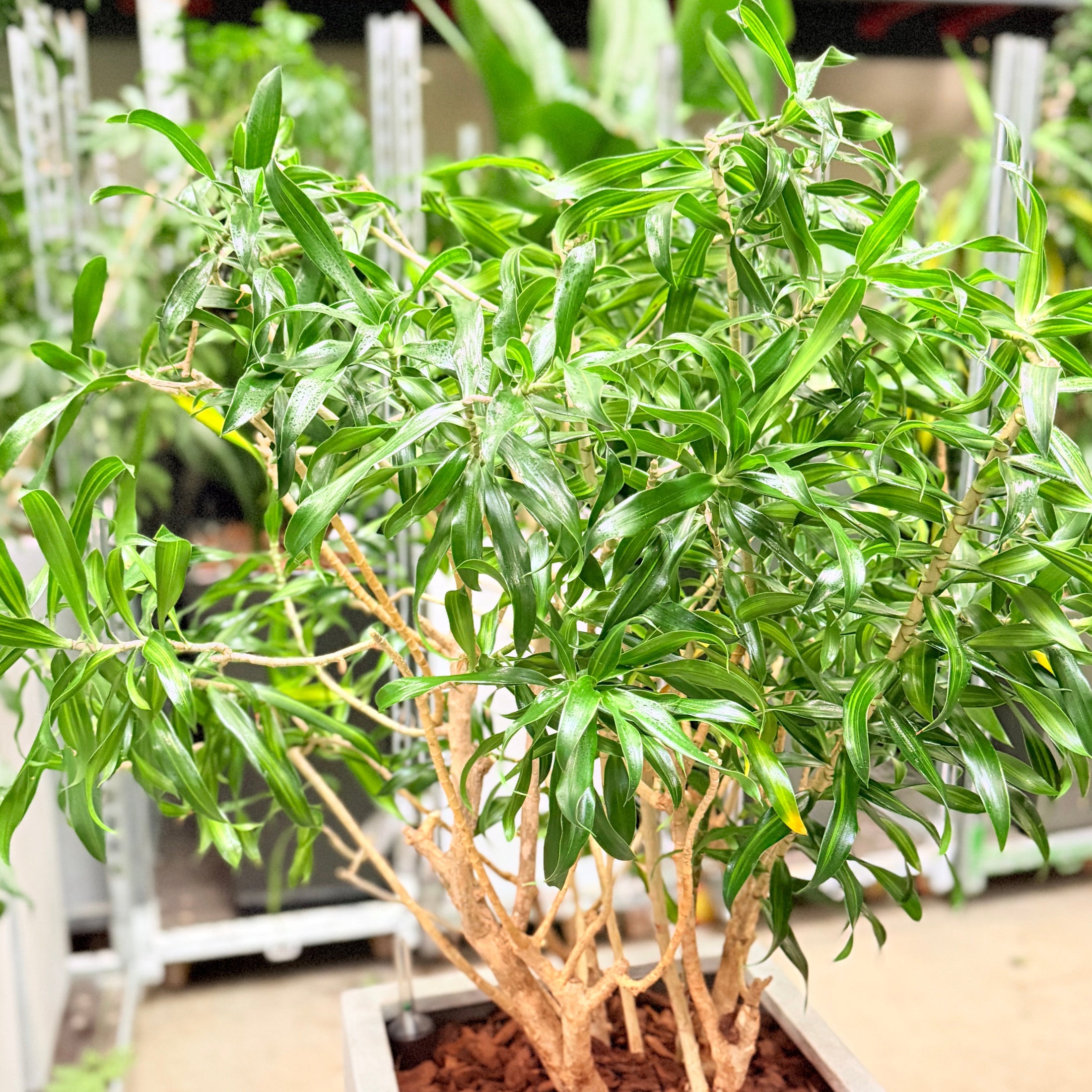 Second Hand Paraplyplante – Fyldig Grøn Plante med Harmonisk Udtryk