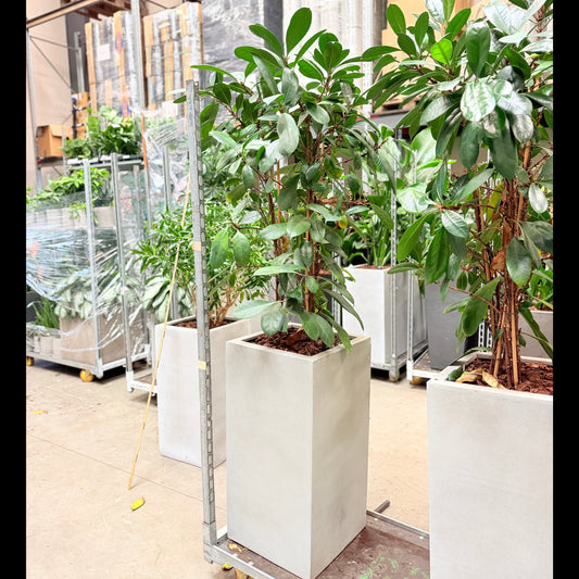 Second Hand Ficus Moclame – Eksklusiv Grøn Plante med Professionelt Udtryk