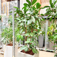 Indlæs billede i gallerivisning, Second Hand Ficus Moclame – Eksklusiv Grøn Plante med Professionelt Udtryk
