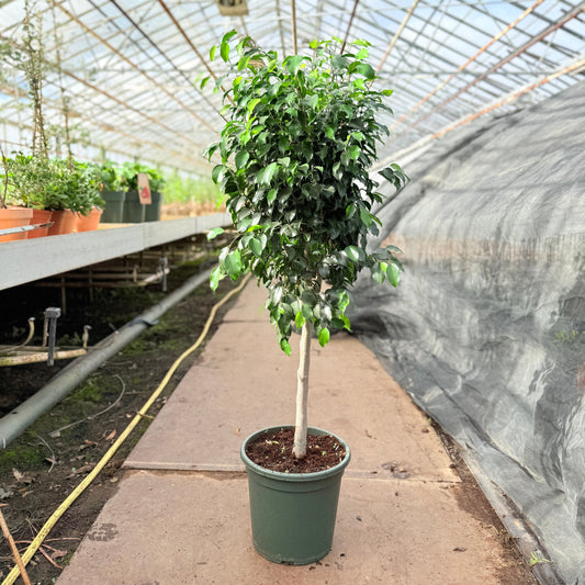Ficus benjamina ‘Danielle’ (Stuebirk) – 140 cm høj (Ø32 cm)