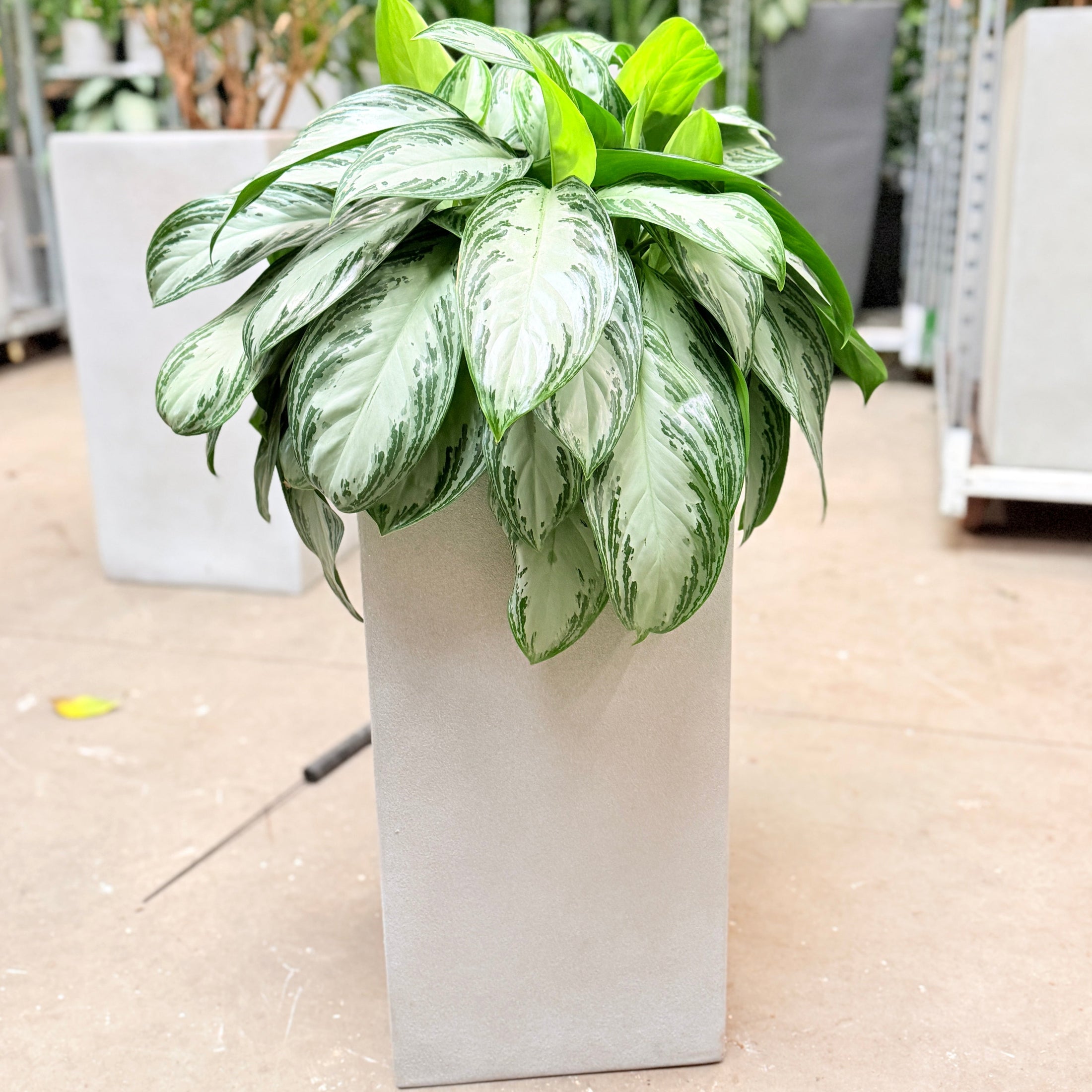 Second Hand Sølvblad – Elegant Grøn Plante med Eksklusivt Udtryk