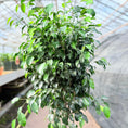 Indlæs billede i gallerivisning, Ficus benjamina ‘Danielle’ (Stuebirk) – 140 cm høj (Ø32 cm)
