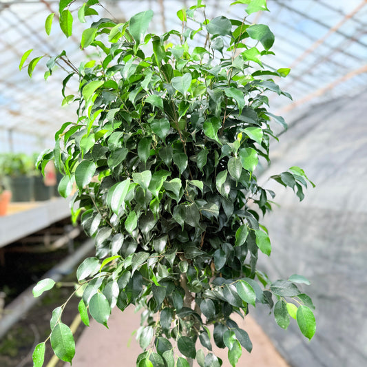 Ficus benjamina ‘Danielle’ (Stuebirk) – 140 cm høj (Ø32 cm)