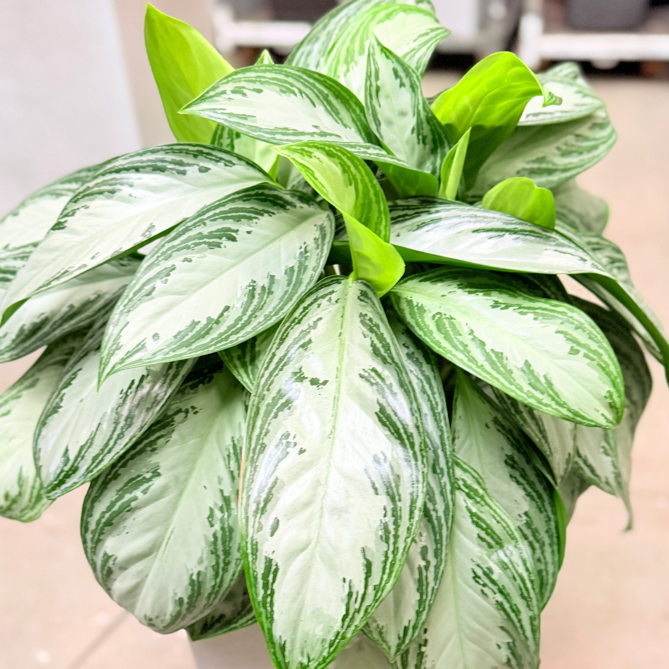 Second Hand Sølvblad – Elegant Grøn Plante med Eksklusivt Udtryk