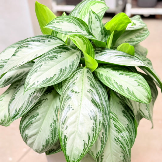 Second Hand Sølvblad – Elegant Grøn Plante med Eksklusivt Udtryk