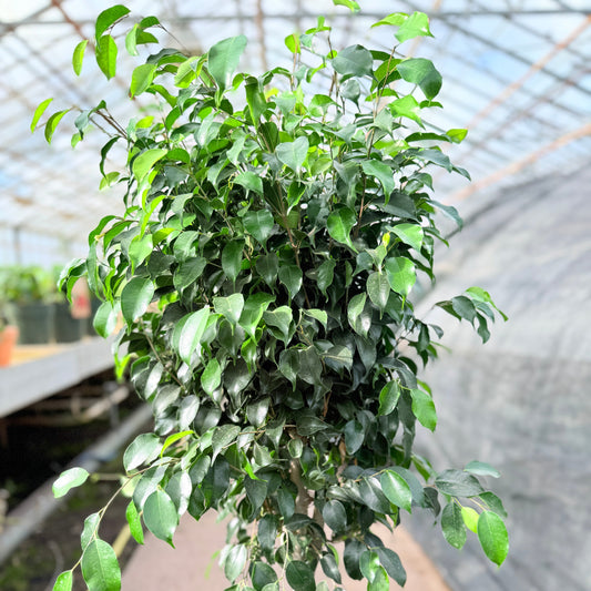 Ficus benjamina ‘Danielle’ (Stuebirk) – 170 cm høj (Ø32 cm)