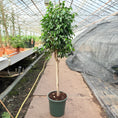 Indlæs billede i gallerivisning, Ficus benjamina ‘Danielle’ (Stuebirk) – 170 cm høj (Ø32 cm)
