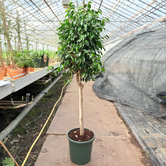 Ficus benjamina ‘Danielle’ (Stuebirk) – 170 cm høj (Ø32 cm)