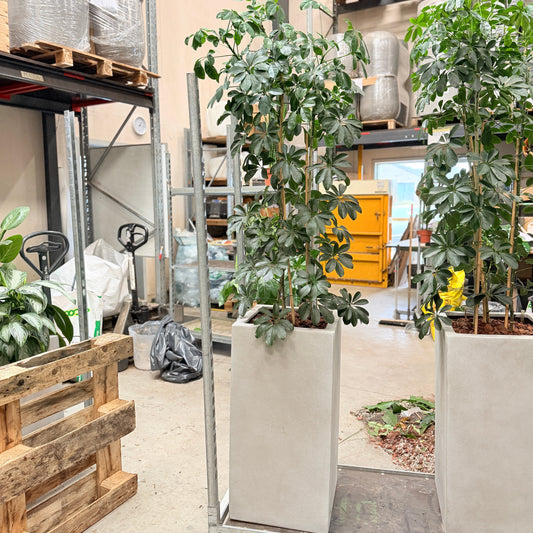 Second Hand Paraplyplante XL – Robust Grøn Plante med Professionelt Udtryk