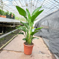 Indlæs billede i gallerivisning, Strelitzia augusta (Hvid paradisfugl) – 90 -120 cm høj (Ø24 cm)

