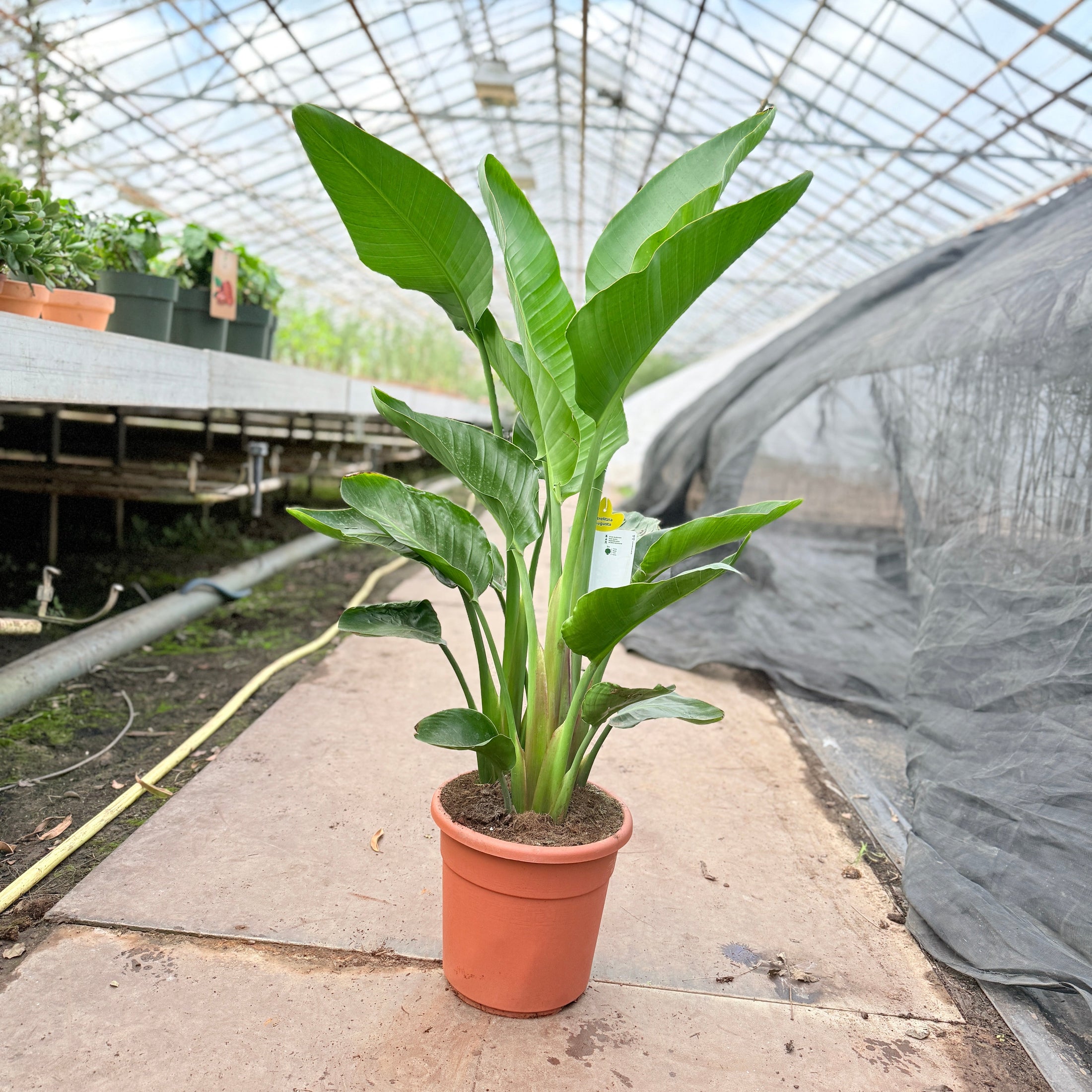 Strelitzia augusta (Hvid paradisfugl) – 90 -120 cm høj (Ø24 cm)