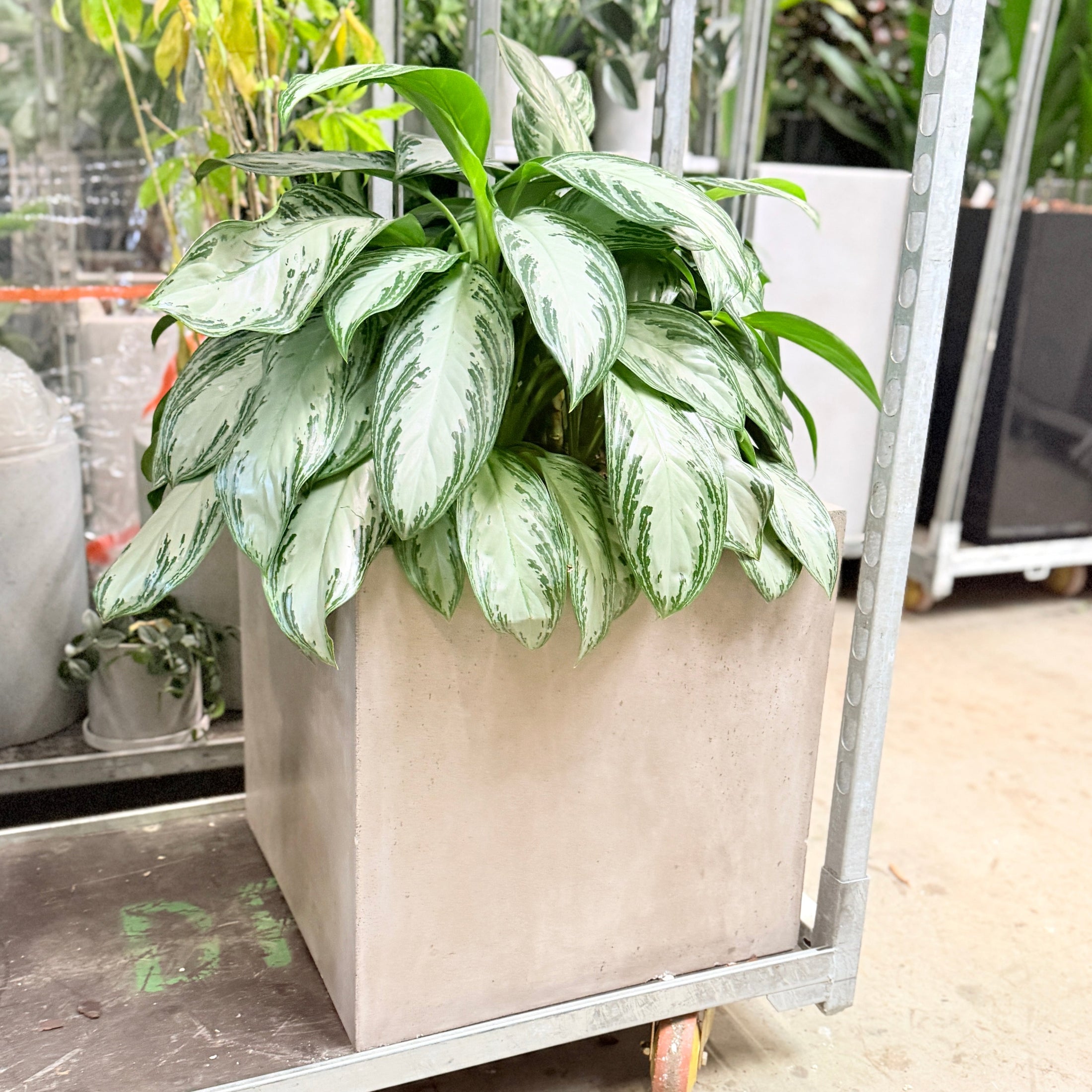 Second Hand Sølvblad – Stilren Grøn Plante med Roligt Udtryk