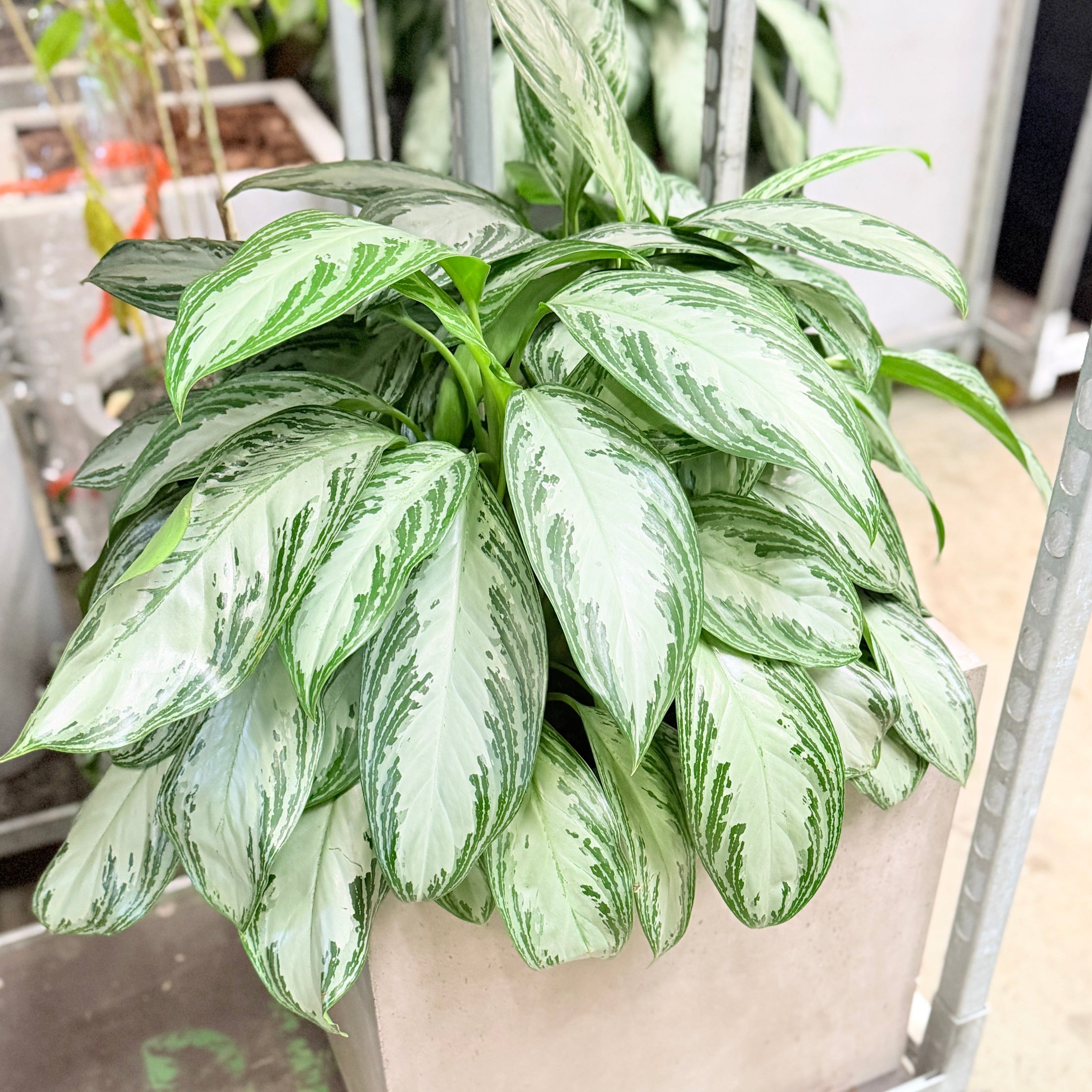 Second Hand Sølvblad – Stilren Grøn Plante med Roligt Udtryk