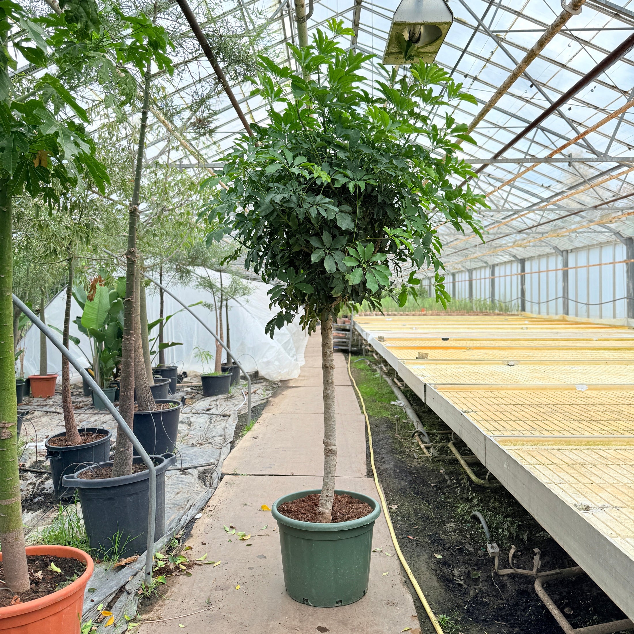 Schefflera arboricola (Paraplytræ) – 275 cm høj (Ø55 cm)