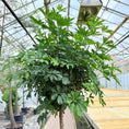 Indlæs billede i gallerivisning, Schefflera arboricola (Paraplytræ) – 275 cm høj (Ø55 cm)

