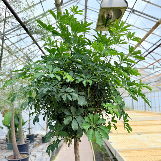 Schefflera arboricola (Paraplytræ) – 275 cm høj (Ø55 cm)
