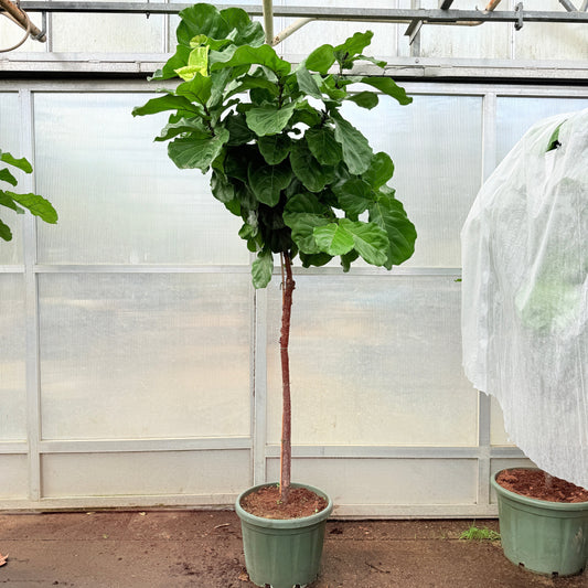 Ficus lyrata (Violinfigen) – 260–270 cm høj (Ø49 cm)