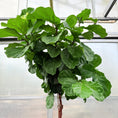 Indlæs billede i gallerivisning, Ficus lyrata (Violinfigen) – 260–270 cm høj (Ø49 cm)
