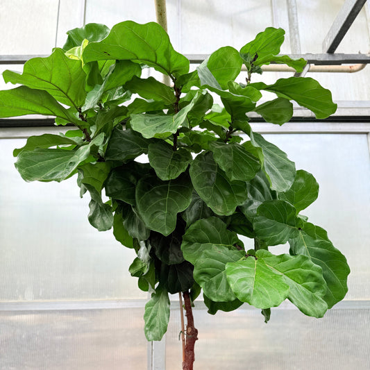 Ficus lyrata (Violinfigen) – 260–270 cm høj (Ø49 cm)