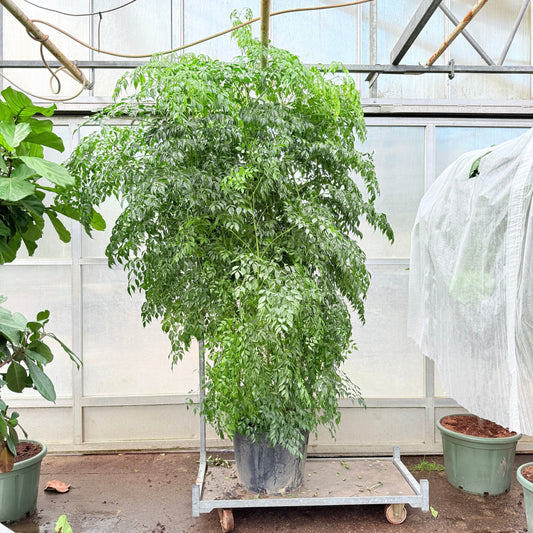 Stueask (Radermachera sinica) – 265 cm høj (Ø55 cm)