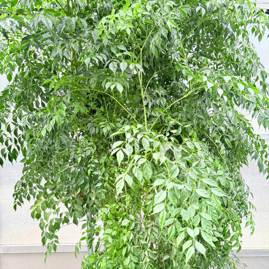Stueask (Radermachera sinica) – 265 cm høj (Ø55 cm)