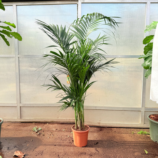 Kentiapalme (Howea forsteriana) – 203-260 cm høj (Ø28 cm)
