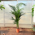 Indlæs billede i gallerivisning, Kentiapalme (Howea forsteriana) – 203-260 cm høj (Ø28 cm)
