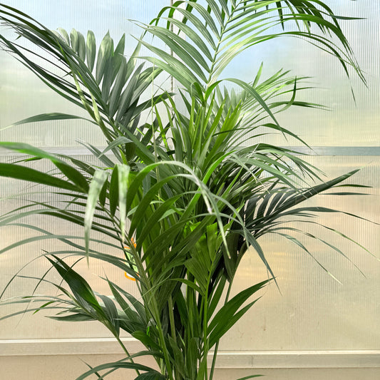 Kentiapalme (Howea forsteriana) – 203-260 cm høj (Ø28 cm)