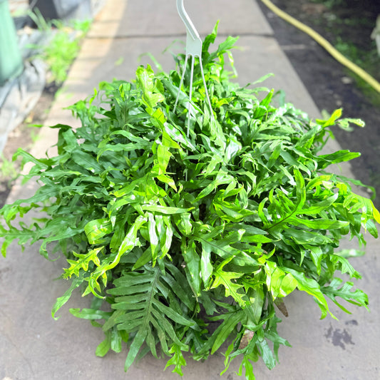 Kængurubregne (Microsorum diversifolium) – 50 cm høj / Ø80 cm