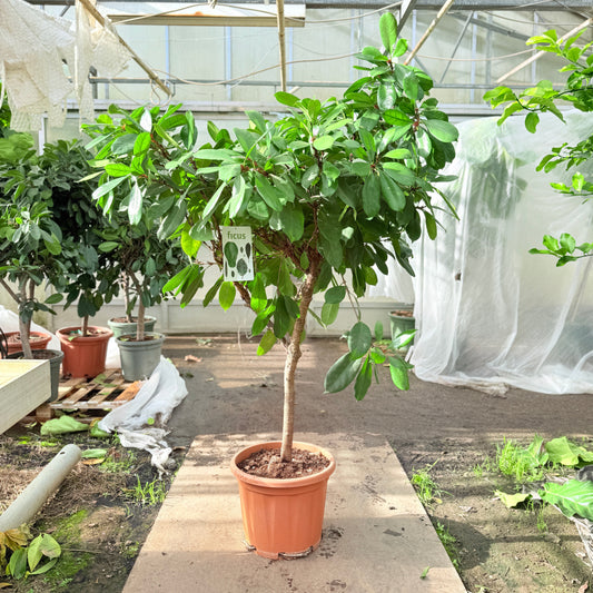 Ficus cyathistipula (Afrikansk figen) – 190 cm høj