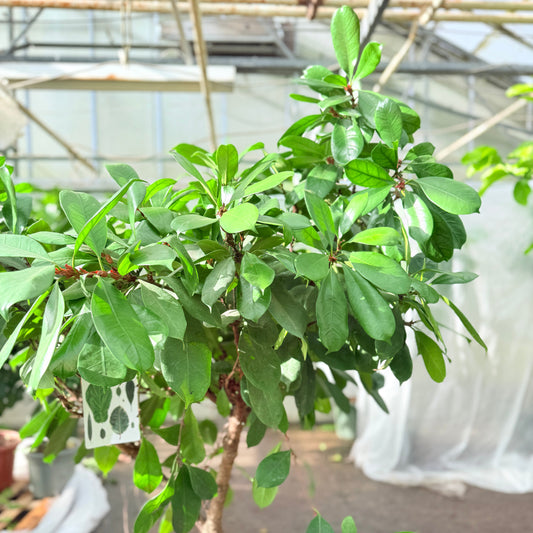 Ficus cyathistipula (Afrikansk figen) – 190 cm høj