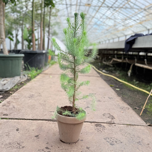 Libanonfyr (Pinus pinea) – 80 cm høj (Ø19 cm lerpotte)
