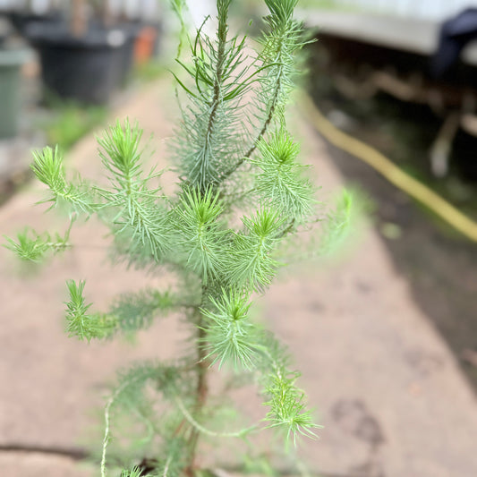 Libanonfyr (Pinus pinea) – 80 cm høj (Ø19 cm lerpotte)