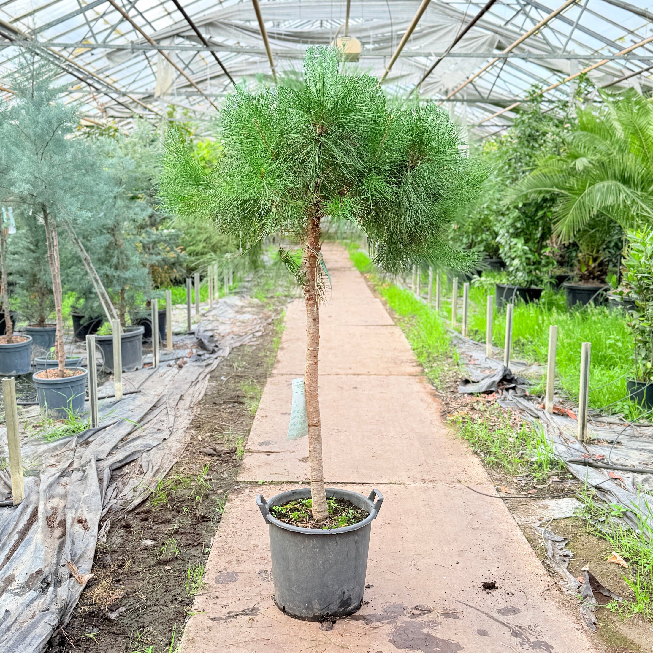 Skovfyr (Pinus sylvestris) på stamme – 170 cm høj