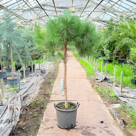 Skovfyr (Pinus sylvestris) på stamme – 170 cm høj
