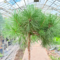 Indlæs billede i gallerivisning, Skovfyr (Pinus sylvestris) på stamme – 170 cm høj
