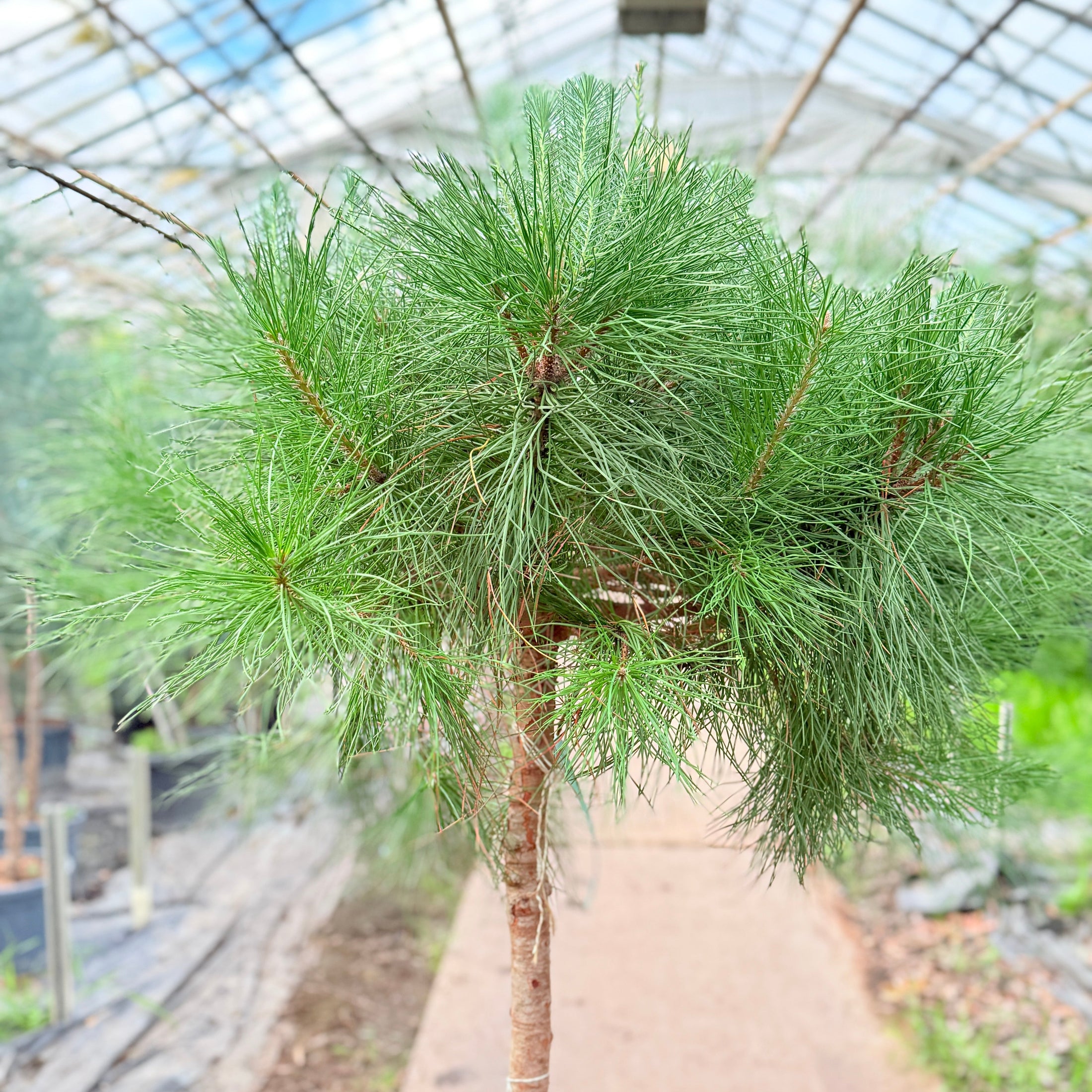 Skovfyr (Pinus sylvestris) på stamme – 170 cm høj