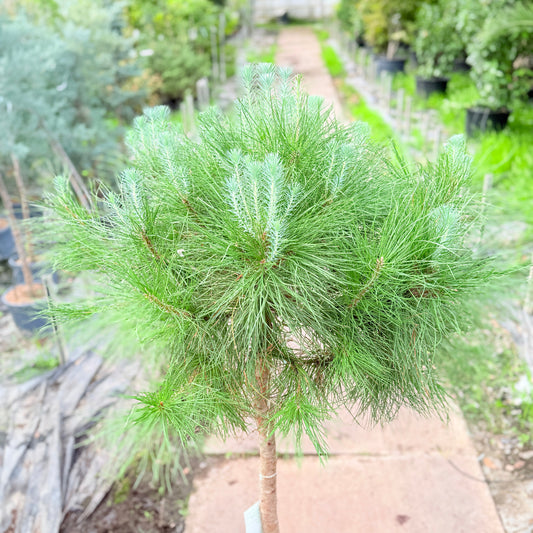 Skovfyr (Pinus sylvestris) på stamme – 170 cm høj