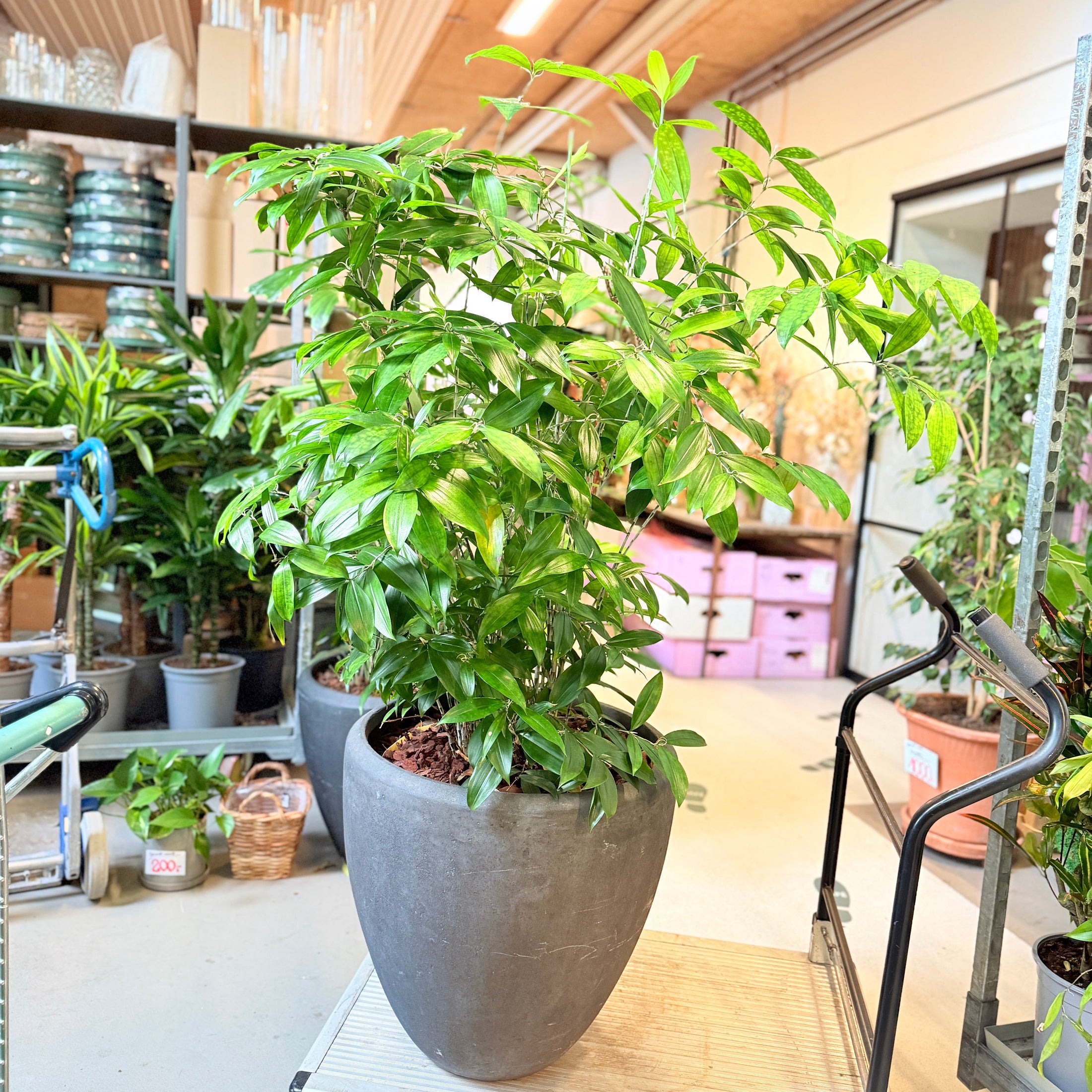 Second Hand Drageblomst 150 cm – Genbrugsplante til Hjem og Erhverv