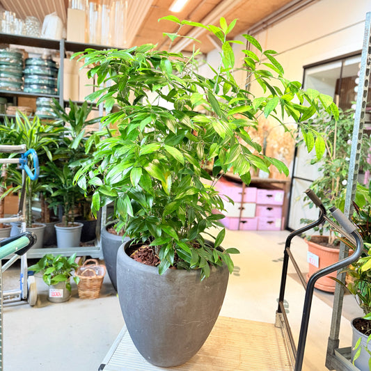 Second Hand Drageblomst 150 cm – Genbrugsplante til Hjem og Erhverv