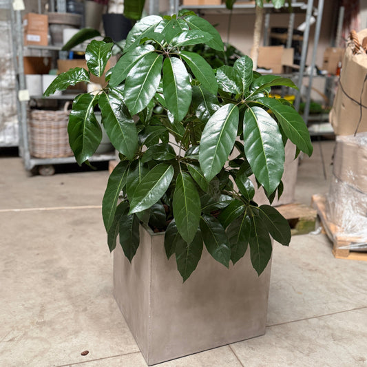 Second Hand Paraplyplante 130 cm – Genbrugsplante til Hjem og Erhverv