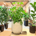 Indlæs billede i gallerivisning, Schefflera arboricola (Paraplytræ) – 180 cm høj Second Hand plante i cementkrukke
