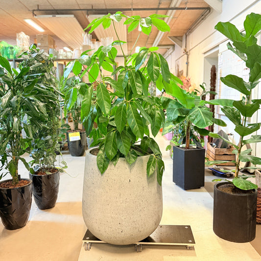 Schefflera arboricola (Paraplytræ) – 180 cm høj Second Hand plante i cementkrukke