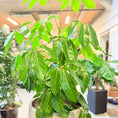 Indlæs billede i gallerivisning, Schefflera arboricola (Paraplytræ) – 180 cm høj Second Hand plante i cementkrukke
