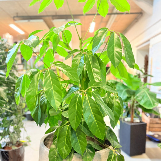 Schefflera arboricola (Paraplytræ) – 180 cm høj Second Hand plante i cementkrukke
