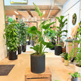 Indlæs billede i gallerivisning, Strelitzia nicolai (Hvid paradisfugl / Bananpalme) – 160 cm høj Second Hand plante i sort krukke

