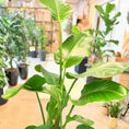 Indlæs billede i gallerivisning, Strelitzia nicolai (Hvid paradisfugl / Bananpalme) – 160 cm høj Second Hand plante i sort krukke
