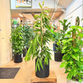 Indlæs billede i gallerivisning, Dracaena reflexa (Sangstræ / Pleomele) – 170 cm høj Second Hand plante i sort krukke
