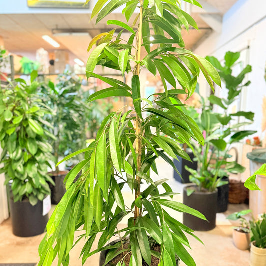 Dracaena reflexa (Sangstræ / Pleomele) – 170 cm høj Second Hand plante i sort krukke