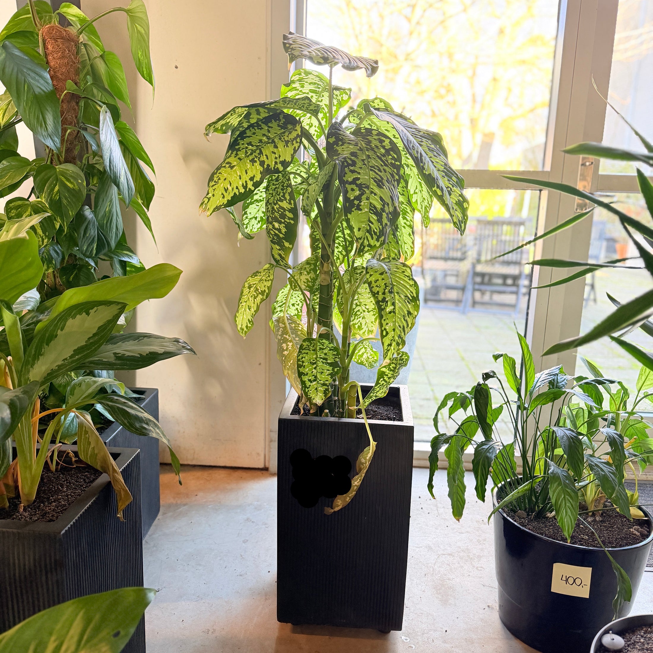 Second Hand Dieffenbachia 120 cm – Tropisk Plante til Hjem og Erhverv i Århus